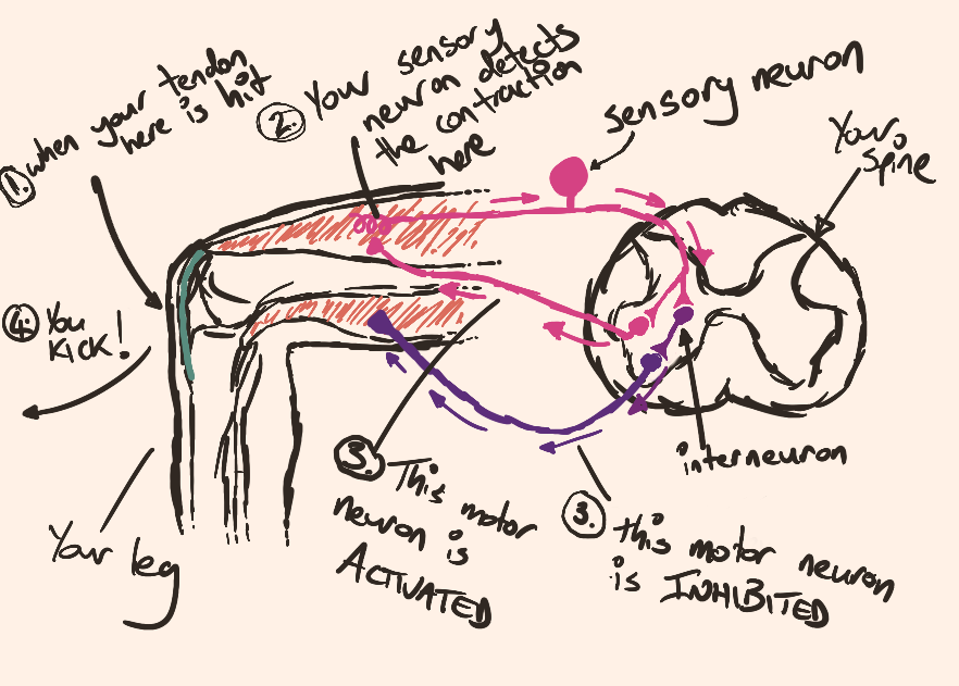 Sketch of the knee jerk reflex