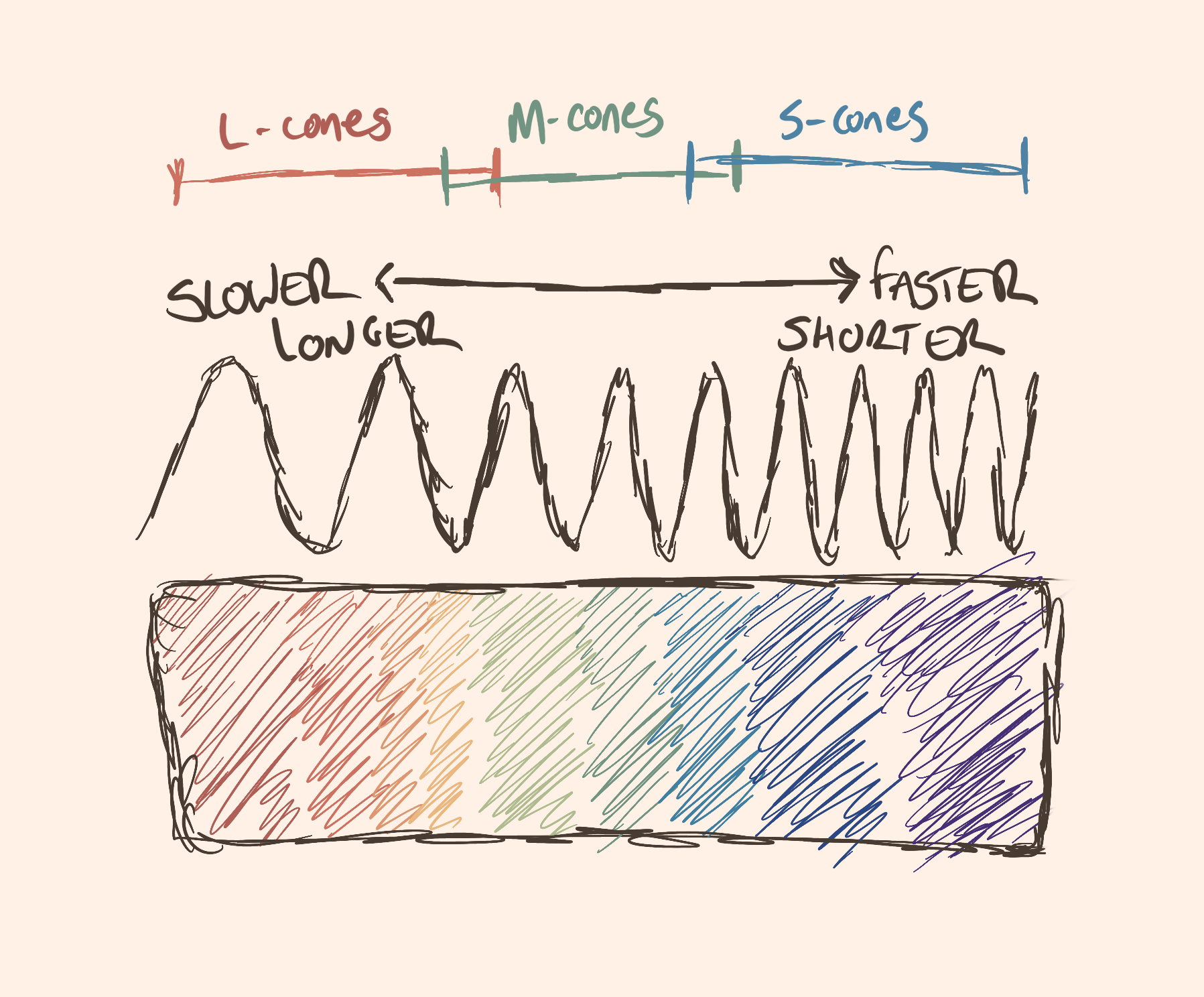 Illustration of light spectrum, with stylised wavelengths above. The waves go from longer to shorter as the light spectrum moves from red, through green, to blue. Above that you have an indication of which waves are detected by which type of cells. L-cones, the longest; M-cones, the shorter waves; and S-cones the shortest waves.