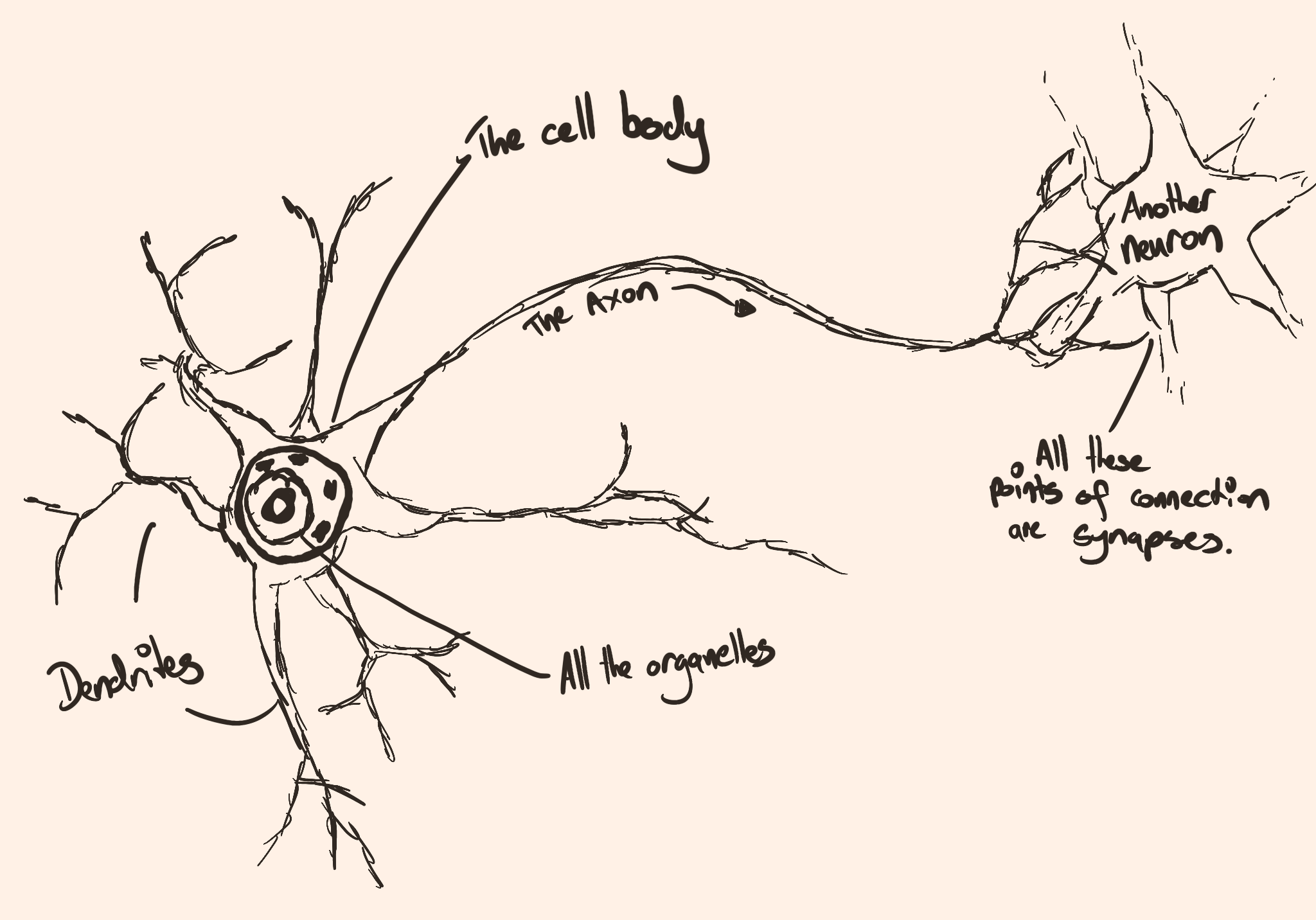 Sketch of a neuron