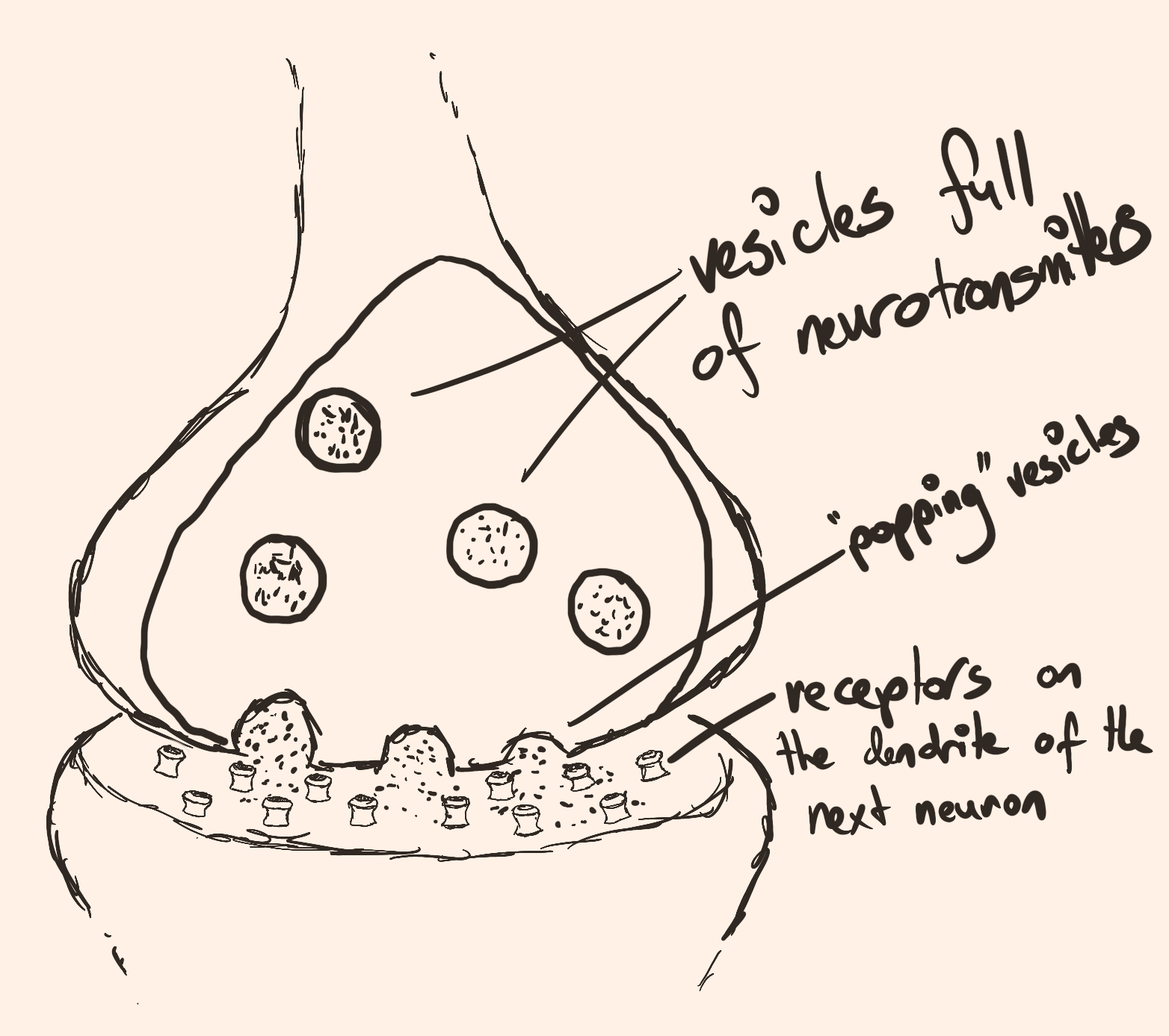 Sketch of a synapse